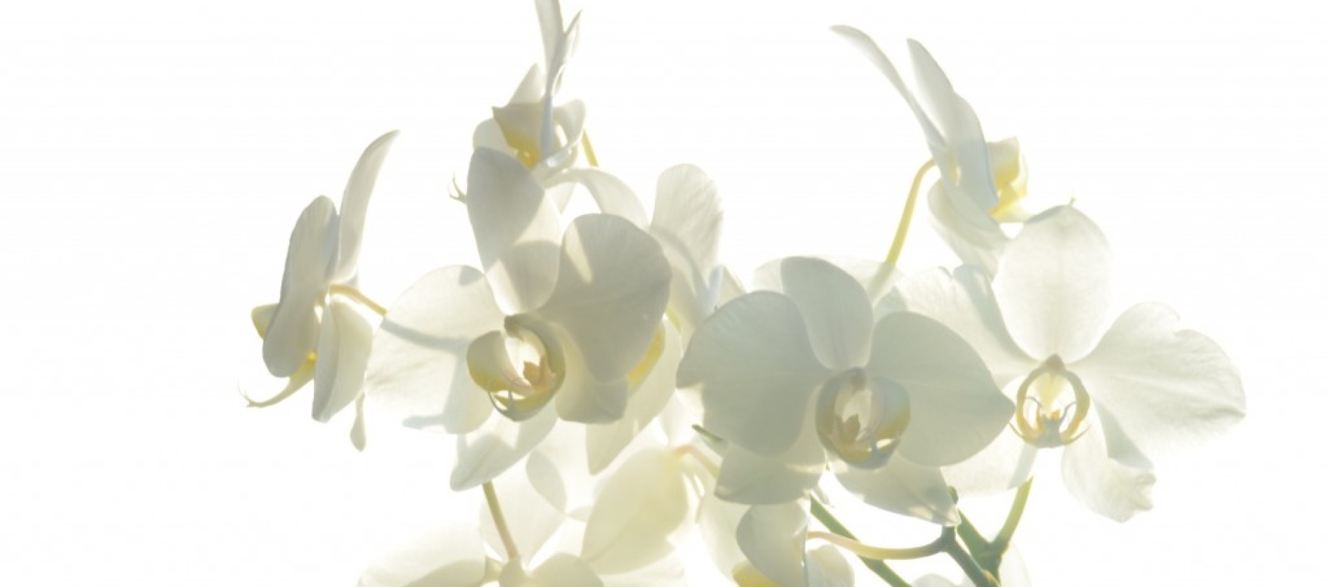 LA VIE, UNE PETITE MUSIQUE IMPERCEPTIBLE