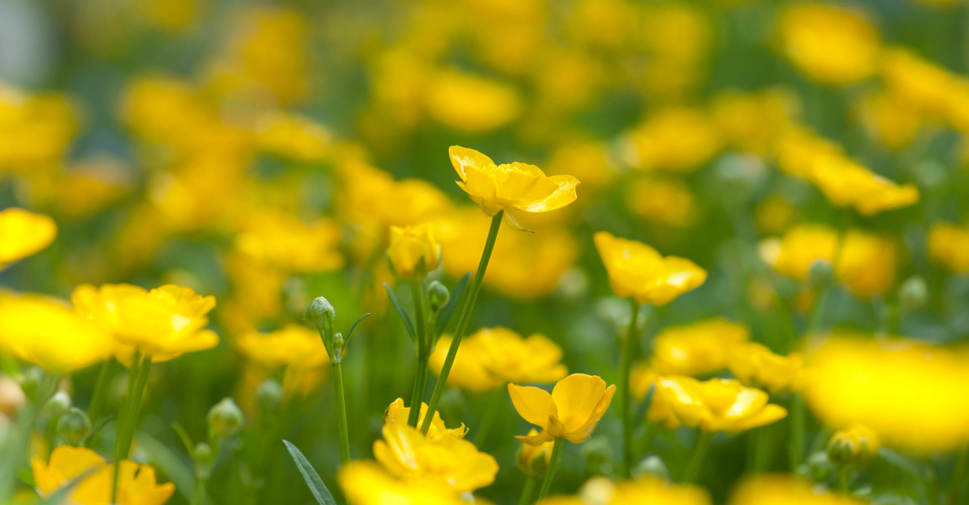 Cabinet Psycho-Corporel