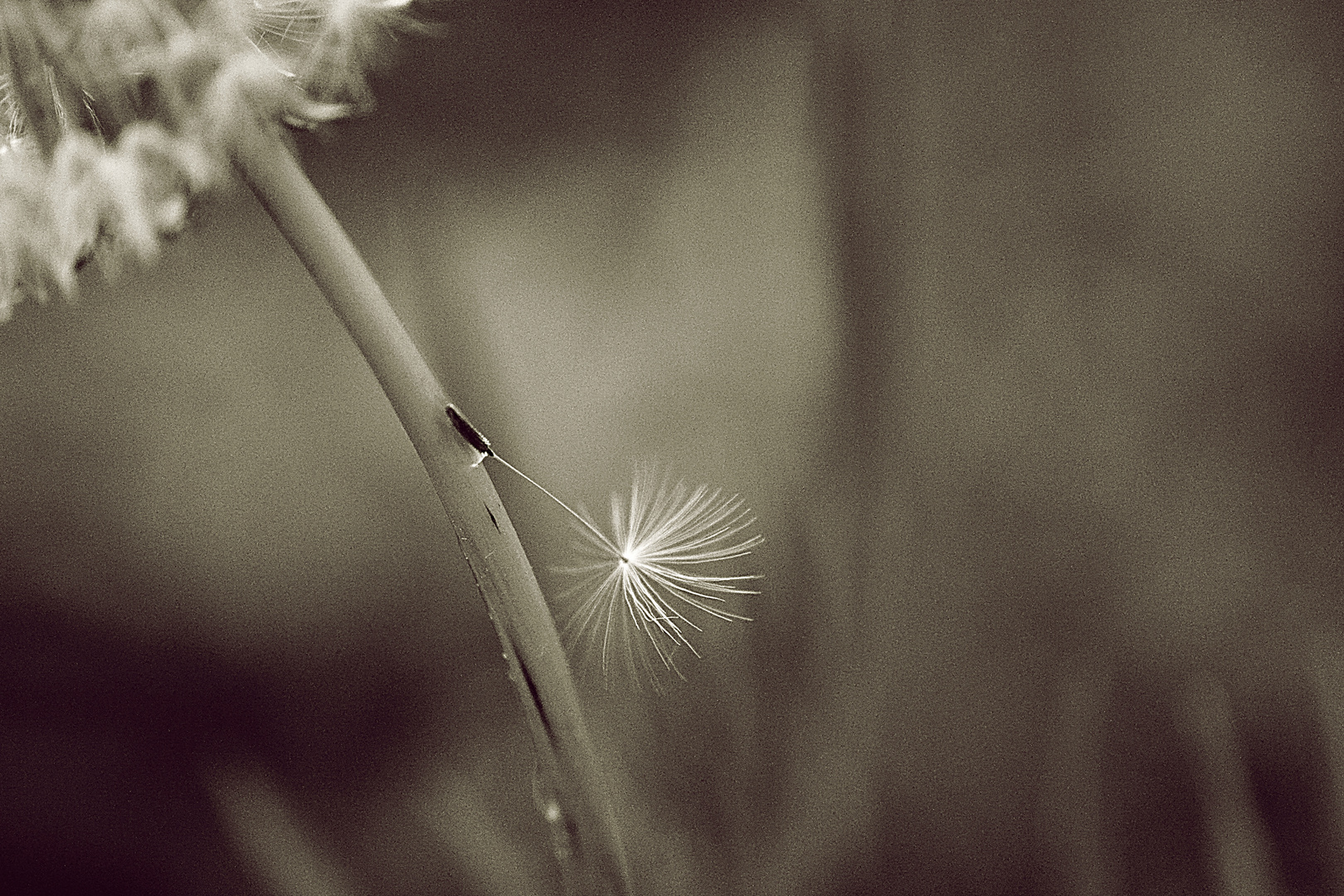 DANSER AU BORD DES LÈVRES