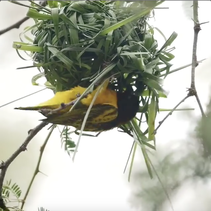 COMME ON FAIT SON NID…