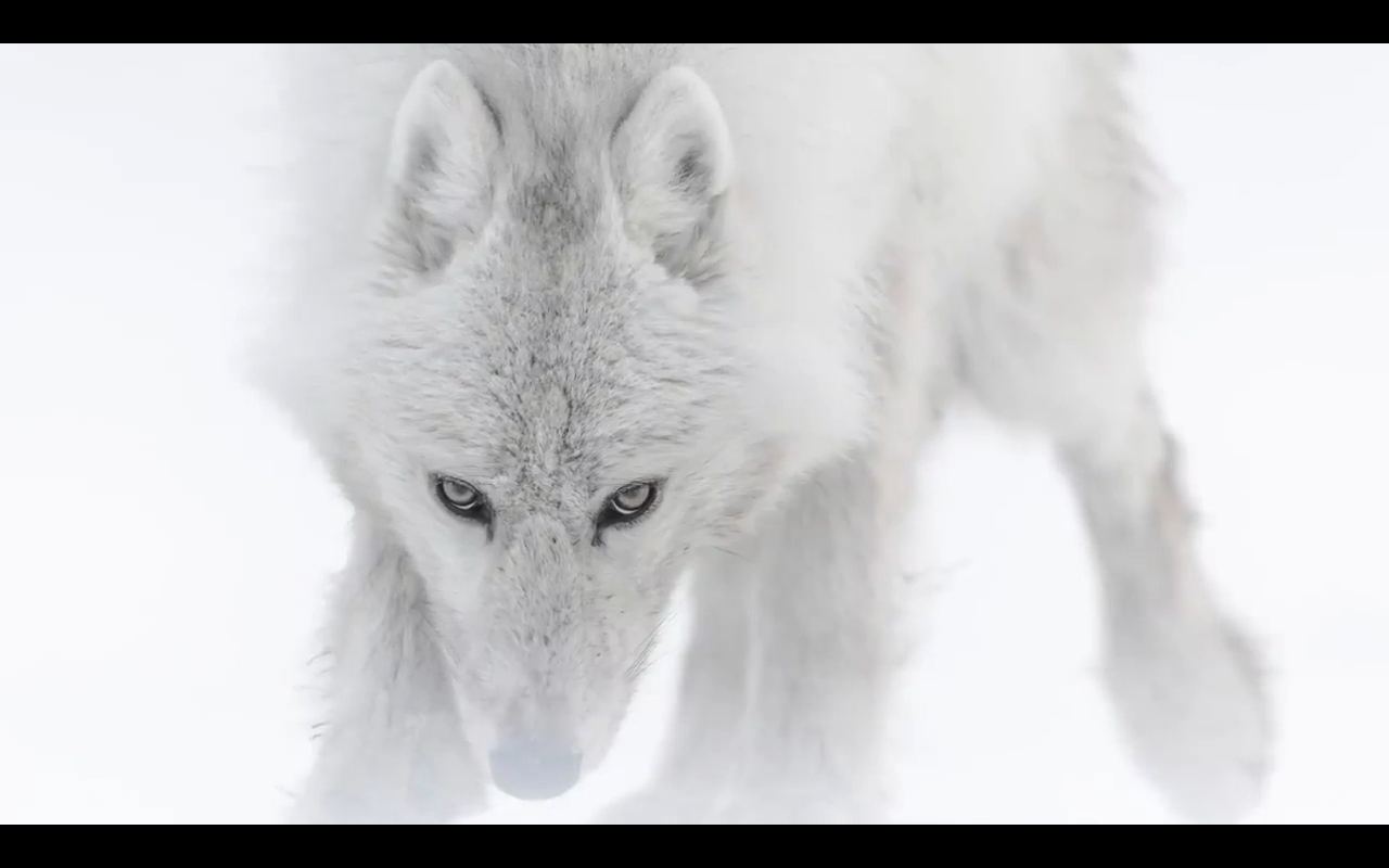 COMME LE LOUP BLANC