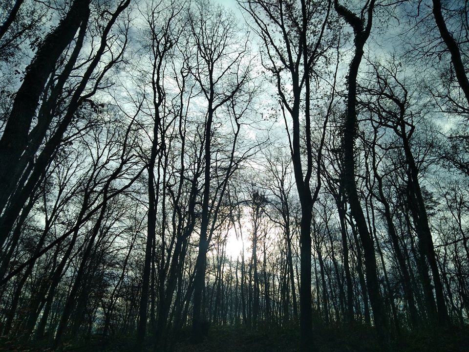DE L&rsquo;ARBRE, DES CIMES ET DES RACINES