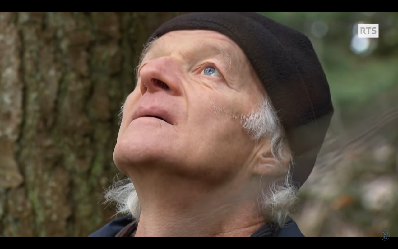 LES ARBRES, ENTRE VISIBLE & INVISIBLE