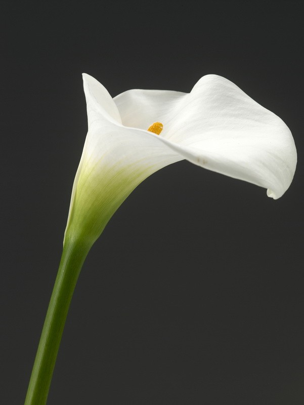 RENDS TON COEUR À TON COEUR