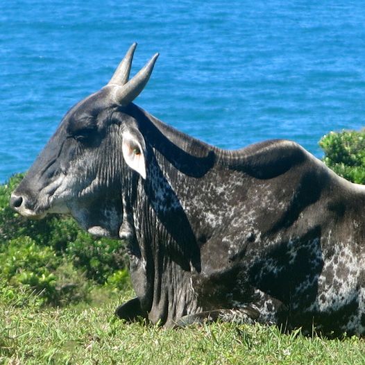 VOUS ME FAITES RIRE, AVEC VOTRE MÉDITATION