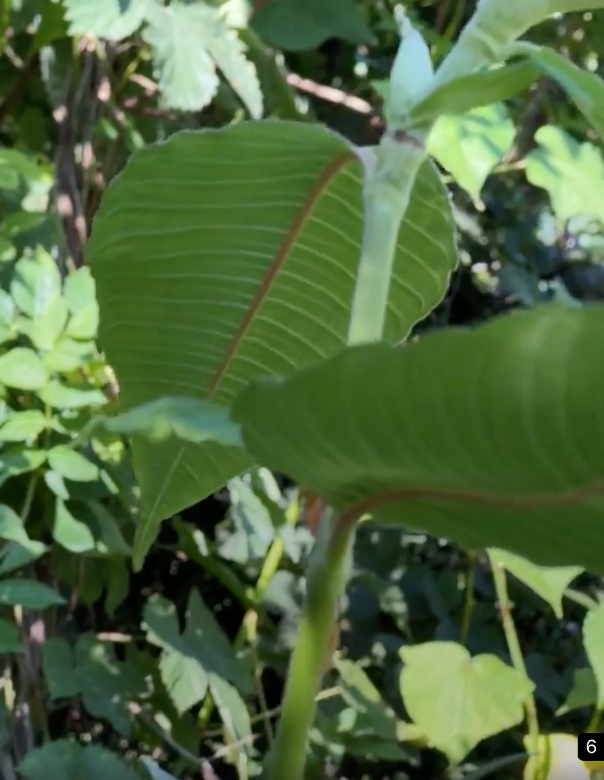 LE JARDIN-FORÊT, AUCUN ÊTRE VIVANT NE S&rsquo;ÉPANOUIT SEUL