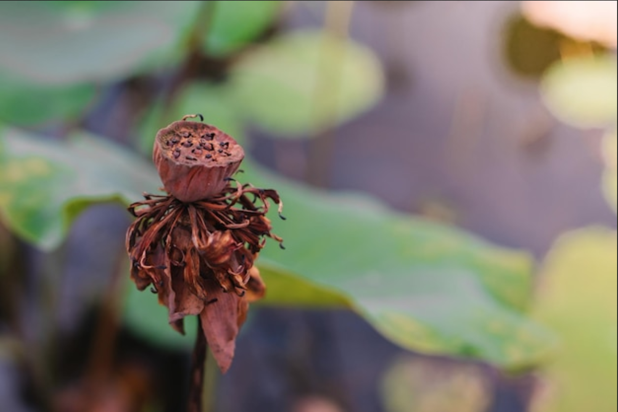 La joie… paradoxale